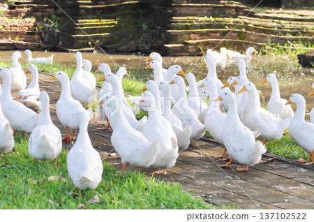 duck or ducks on the farm , farm animal duck or ducks on the farm , farm animal 137102522