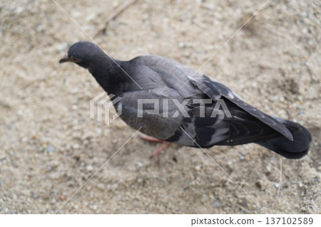 Pigeon Standing on Sandy Ground Bird Photography Pigeon Standing on Sandy Ground Bird Photography 137102589