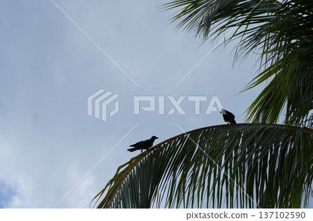 Crows in a Palm Tree Against Sky Background Crows in a Palm Tree Against Sky Background 137102590
