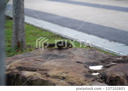 Squirrel on a Rock in the Park Squirrel on a Rock in the Park 137102603