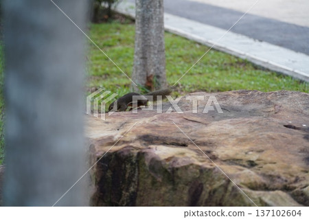 Squirrel on Rock Outdoor Wildlife Animal Photography Squirrel on Rock Outdoor Wildlife Animal Photography 137102604