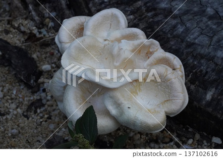 Cream Oyster Mushrooms Growing on Wood Nature Photography Cream Oyster Mushrooms Growing on Wood Nature Photography 137102616