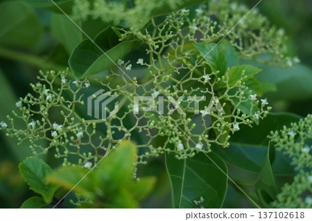 Close up of Flowering Viburnum Plant Foliage 137102618
