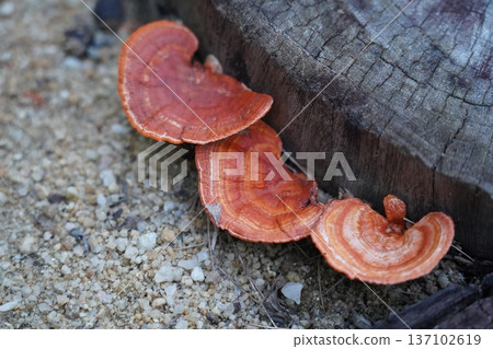 Bracket Fungus on Wood Nature Photography 137102619