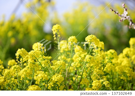 油菜花春季黃二月[神奈川縣] 137102649