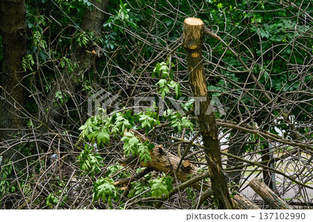 Cleaning of fallen broken trees felled after storm 137102990