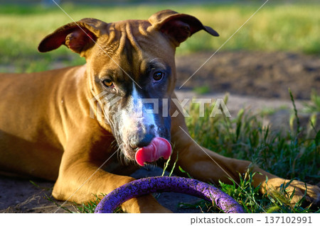 American Staffordshire Terrier with favorite ring toy American Staffordshire Terrier with favorite ring toy 137102991