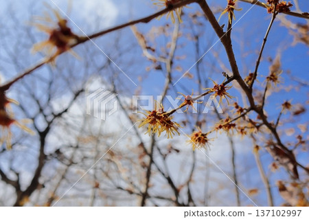 金縷梅花在藍藍的天空中閃耀 金縷梅花在藍藍的天空中閃耀 137102997