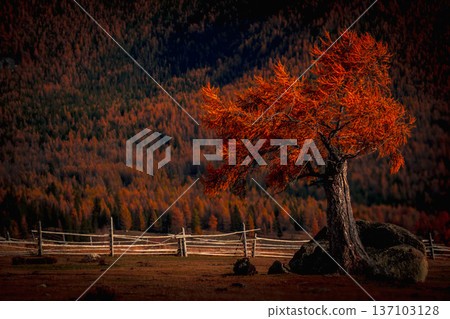 Solitary orange larch tree on rocky hill with rustic fence and autumn mountain forest backdrop Solitary orange larch tree on rocky hill with rustic fence and autumn mountain forest backdrop 137103128