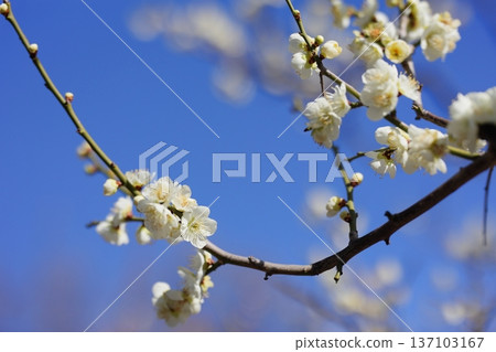 Plum blossoms in Osaka Castle Park against the blue sky 137103167