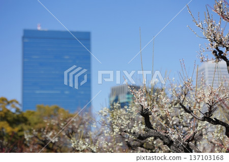 Plum blossoms in Osaka Castle Park against the blue sky Plum blossoms in Osaka Castle Park against the blue sky 137103168