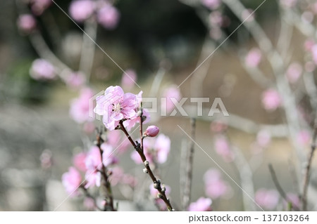 二月盛開的桃粉色春花 137103264