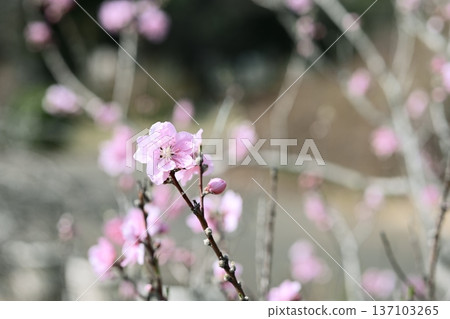二月盛開的桃粉色春花 137103265