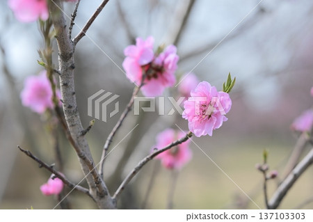 flowering peach pink spring flowers February 137103303