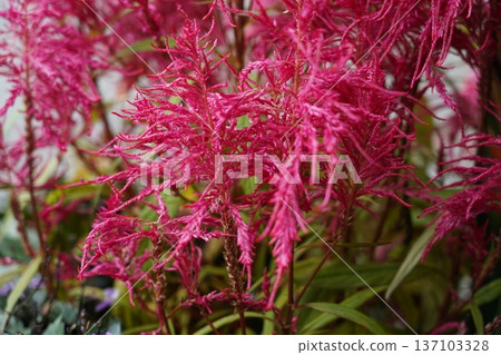 Vibrant Pink Feather Celosia Plumes in Botanical Garden Vibrant Pink Feather Celosia Plumes in Botanical Garden 137103328