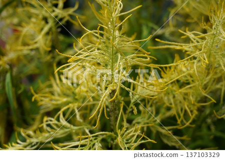Vibrant Golden Grevillea Juniperina Foliage Close-up Vibrant Golden Grevillea Juniperina Foliage Close-up 137103329