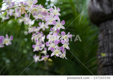 Elegant Lavender and White Dendrobium Orchid Blooms 137103330