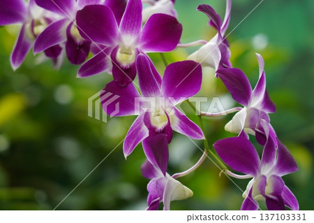Vibrant Purple Dendrobium Orchid Flowers in Tropical Garden Vibrant Purple Dendrobium Orchid Flowers in Tropical Garden 137103331