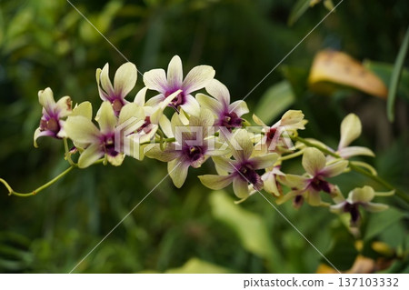 Vibrant Dendrobium Orchid Blooms Exotic Floral Beauty Vibrant Dendrobium Orchid Blooms Exotic Floral Beauty 137103332