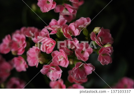 Vibrant Pink Kalanchoe Blossoms Against Dark Background 137103337