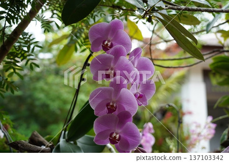Vibrant Purple Moth Orchid (Phalaenopsis) Blooms in Garden Vibrant Purple Moth Orchid (Phalaenopsis) Blooms in Garden 137103342