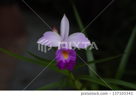 Elegant Purple Orchid Flower Blooming Against Dark Backdrop Elegant Purple Orchid Flower Blooming Against Dark Backdrop 137103343