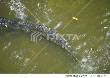 Powerful Crocodile Tail Submerged in Murky Green Water 137103345