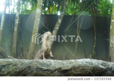 Alert Oriental Small-clawed Otter Stands on Wet Rock 137103348