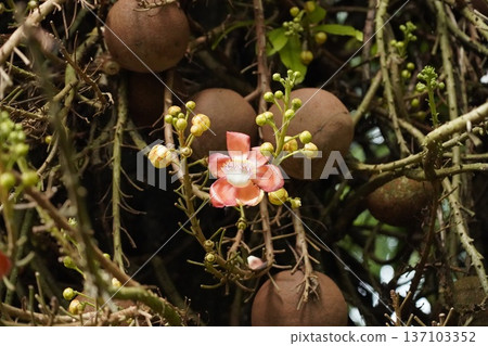 Stunning Cannonball Tree Bloom with Mature Fruits 137103352