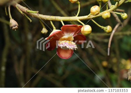 Vibrant Cannonball Tree Flower Blossom Close-up 137103353