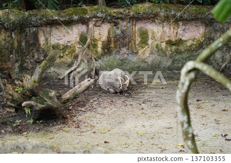 Sulawesi Babirusa Resting Against a Mossy Rock Wall Sulawesi Babirusa Resting Against a Mossy Rock Wall 137103355