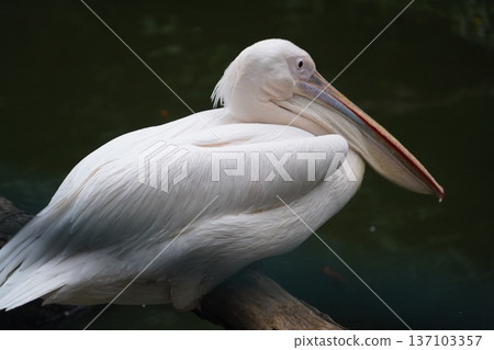 Majestic Great White Pelican Resting Peacefully by Water Majestic Great White Pelican Resting Peacefully by Water 137103357
