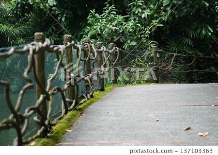 Serene Tropical Path Bordered by Gnarly Branch Fence Serene Tropical Path Bordered by Gnarly Branch Fence 137103363