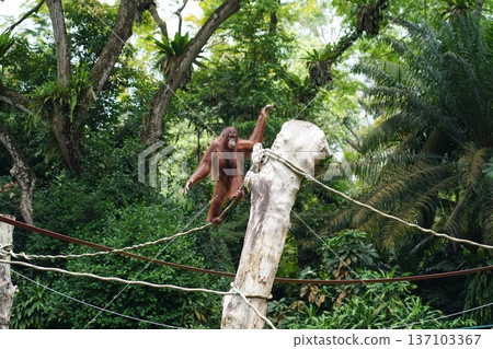 Majestic Orangutan (Pongo) in its Natural Habitat Majestic Orangutan (Pongo) in its Natural Habitat 137103367