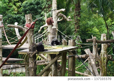 White-handed Gibbons and Bornean Orangutan in Jungle Habitat White-handed Gibbons and Bornean Orangutan in Jungle Habitat 137103370