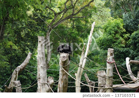 Pair of Black-Furred Gibbons Perched in a Green Forest Enclosure 137103371