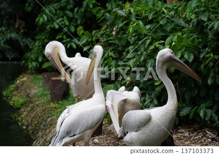 Majestic Great White Pelicans by Tranquil Waters 137103373