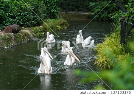 Graceful Great White Pelicans Gliding in Verdant Waterway Graceful Great White Pelicans Gliding in Verdant Waterway 137103376