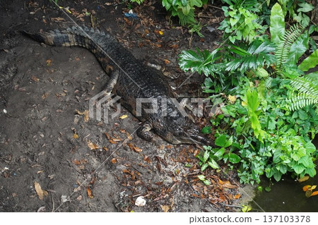 Tropical Wetland Scene Caiman Blends with Mud Foliage Tropical Wetland Scene Caiman Blends with Mud Foliage 137103378