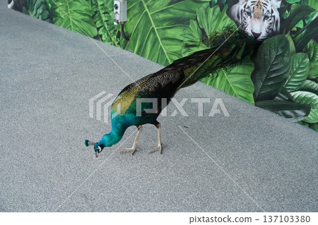 Majestic Indian Peafowl Foraging Against Tropical Jungle Mural 137103380