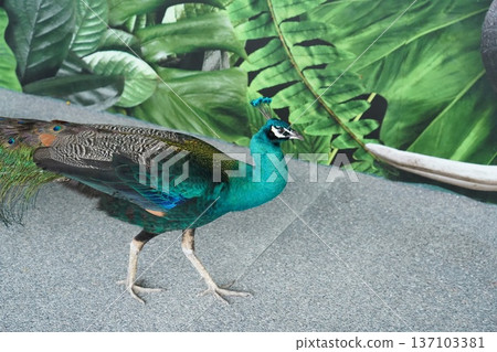 Striking Green Peafowl Glimmering Against Lush Foliage 137103381