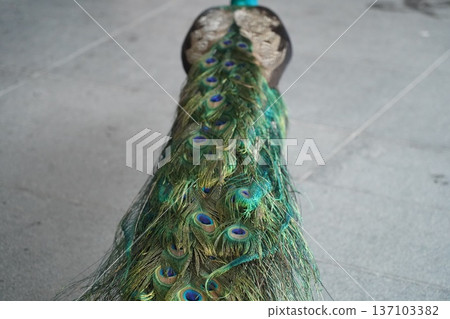 Vibrant Indian Peafowl Tail Feathers Display on Gray 137103382