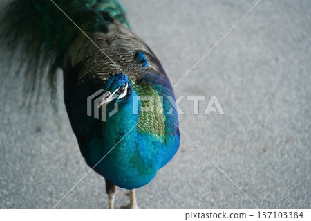 Stunning Indian Peafowl Portrait Vibrant Blue Plumage 137103384