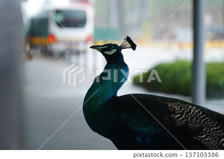 Majestic Peacock Portrait Urban Wildlife Encounter 137103386
