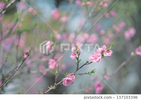 二月盛開的桃粉色春花 二月盛開的桃粉色春花 137103396