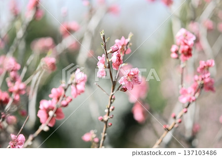 flowering peach pink spring flowers February flowering peach pink spring flowers February 137103486
