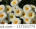 Double small chrysanthemum flower 137103779