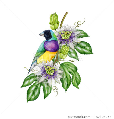 Bright tropical bird with exotic flowers watercolor illustration. Hand drawn Australian gouldian finch perched on lush passionflower vine vintage style realistic illustration on white background Bright tropical bird with exotic flowers watercolor illustration. Hand drawn Australian gouldian finch perched on lush passionflower vine vintage style realistic illustration on white background 137104238