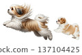 An adult Shihpoo leaps through the air alongside its puppy. Both dogs display energy and joy while jumping in an isolated setting, showcasing their playful nature. 137104425