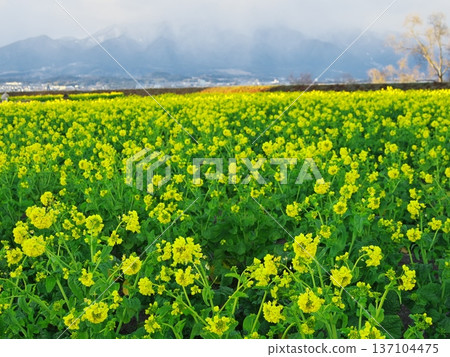 Lake Biwa in winter: Snow-capped mountains and early-blooming rapeseed fields Lake Biwa in winter: Snow-capped mountains and early-blooming rapeseed fields 137104475